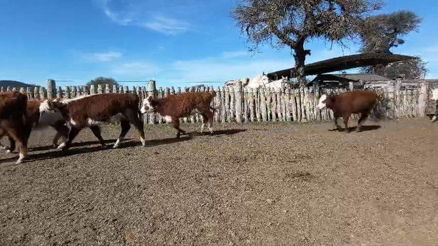 Lote 90 Terneras en Corrientes, Sauce
