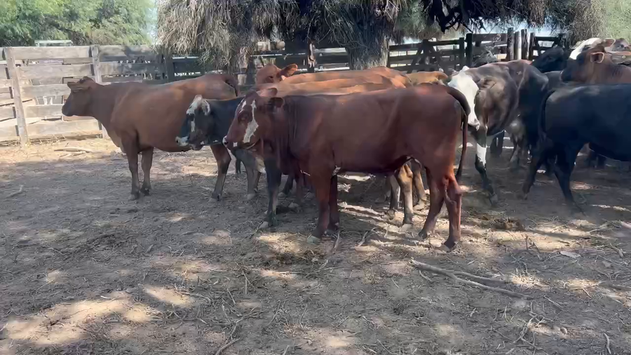 Lote 35 Vacas de invernar en Juan José Castelli, Chaco