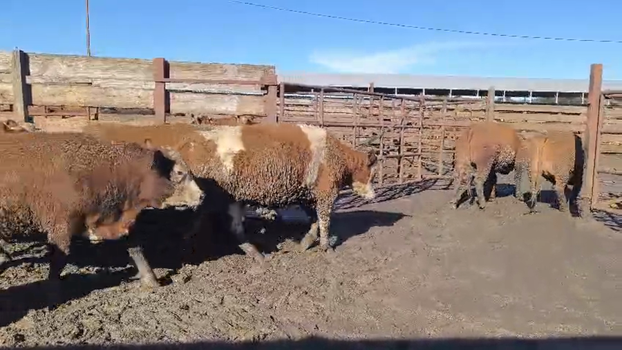 Lote 20 Novillo Gordo en Los Ángeles, VIII Región Biobío