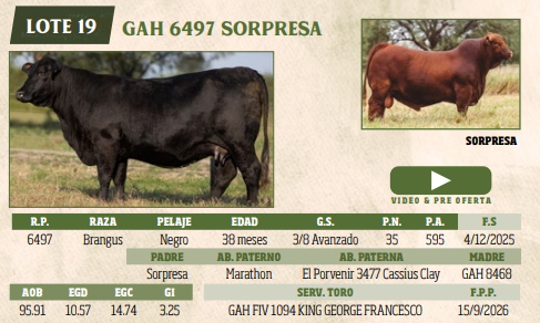 Lote LOTE 19