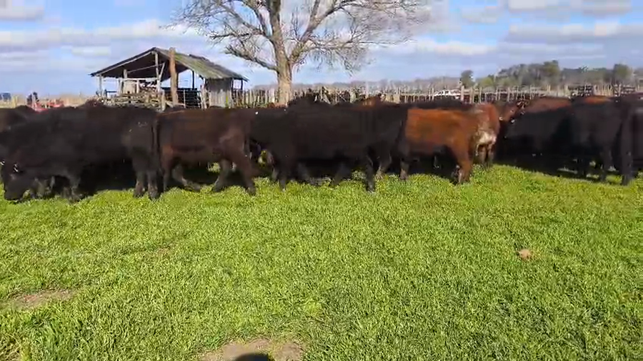 Lote 70 Terneras