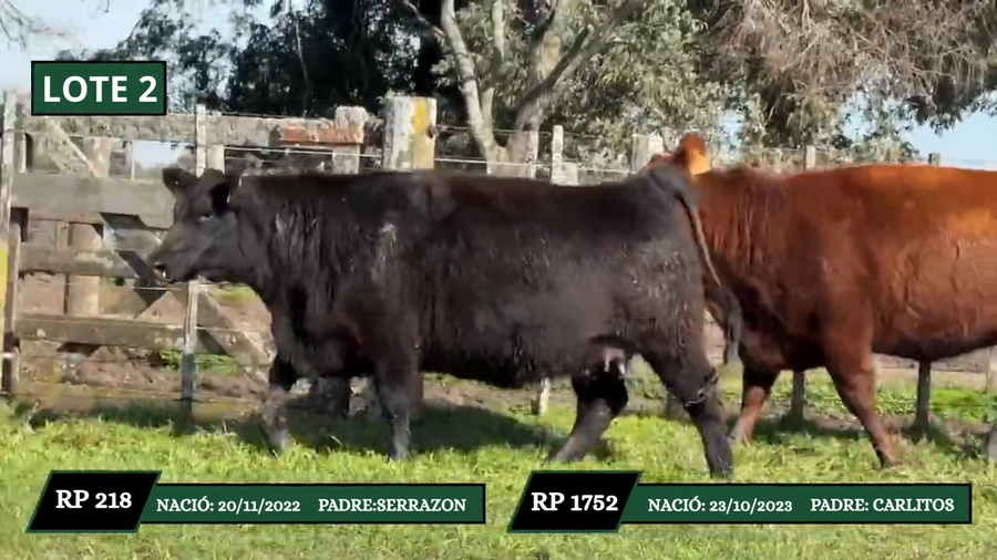 Lote VAQUILLONAS DE PEDIGREE