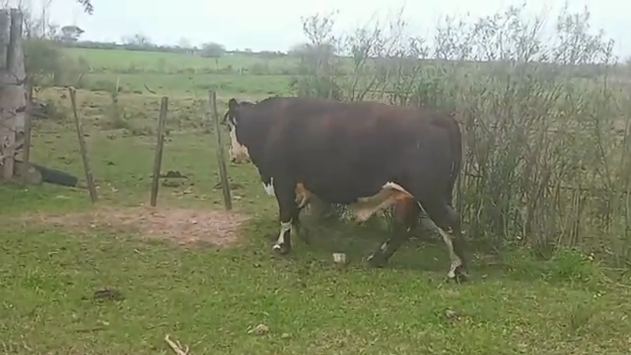 Lote (Vendido)Toros a remate en PANTALLA FEDERICO GARLAND 560kg -  en ESPINILLO