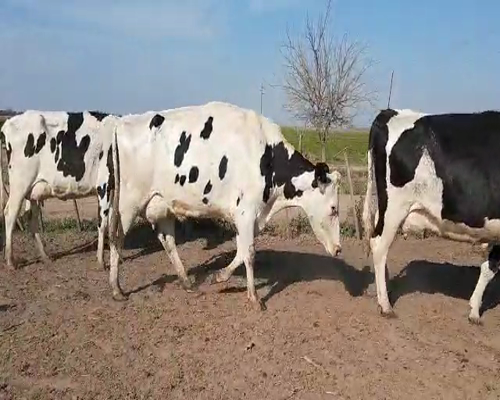 Lote VACAS EN ORDEÑE 1 DANTE ALBRECHT