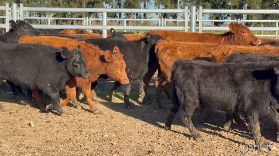 Lote 43 Terneras