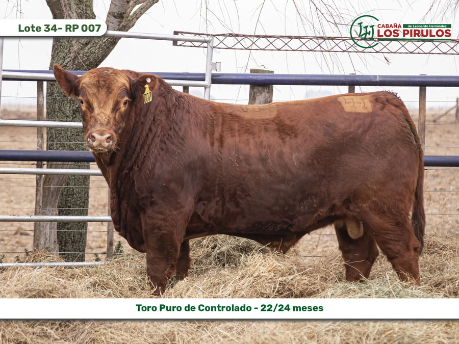 Lote TOROS PUROS CONTROLADOS - 22/24 meses