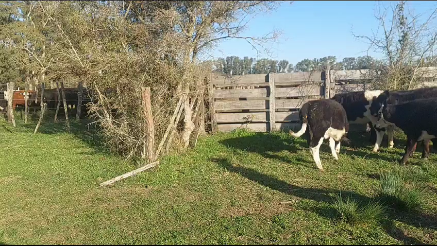 Lote Terneros/as en Mercedes, Buenos Aires