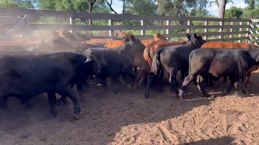 Lote 56 Terneros/as en Juan José Castelli, Chaco