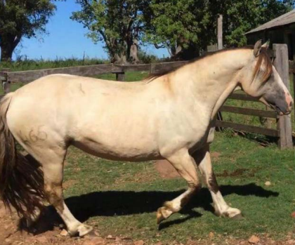 Lote BARBELA CARAGUATÁ