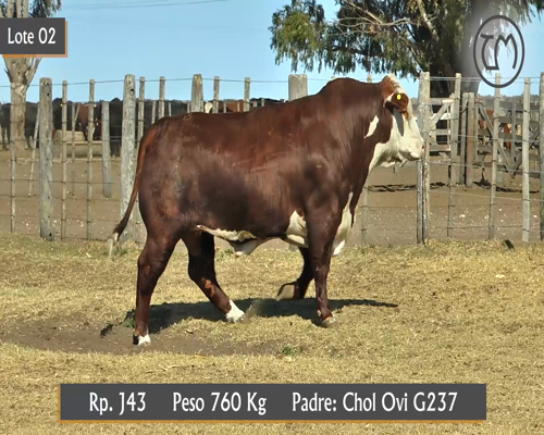 Lote TORO BRAFORD