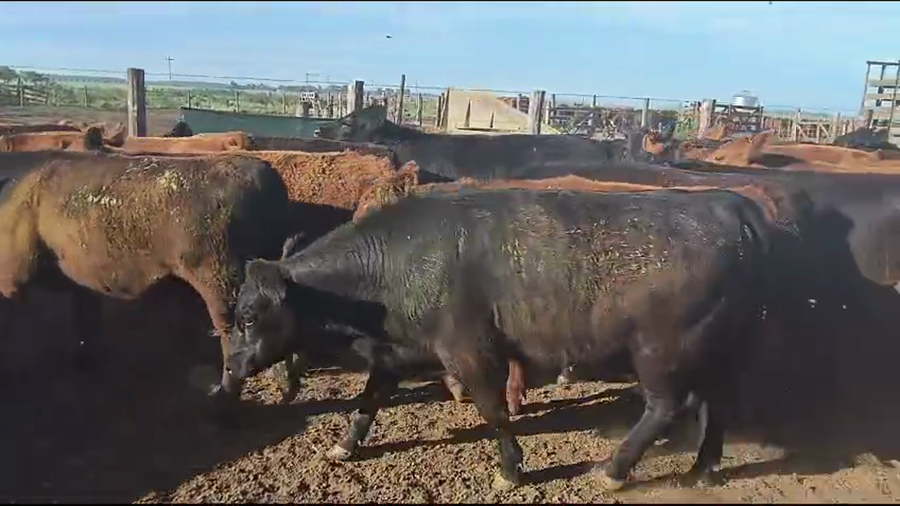 Lote 55 Novillitos en Coronel Suarez