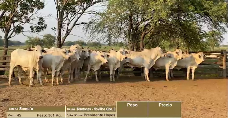 Lote LOTE 4 - TORETONES - NOVILLOS CBO 0