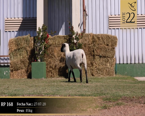 Lote Borregas a remate en Cabaña Las Brujas, San José