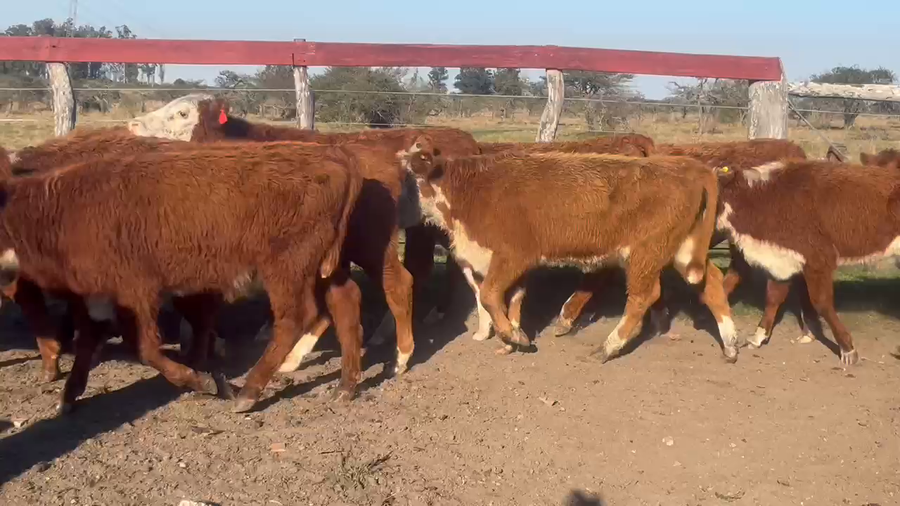 Lote 25 Terneros/as en Corrientes, Curuzú-Cuatiá