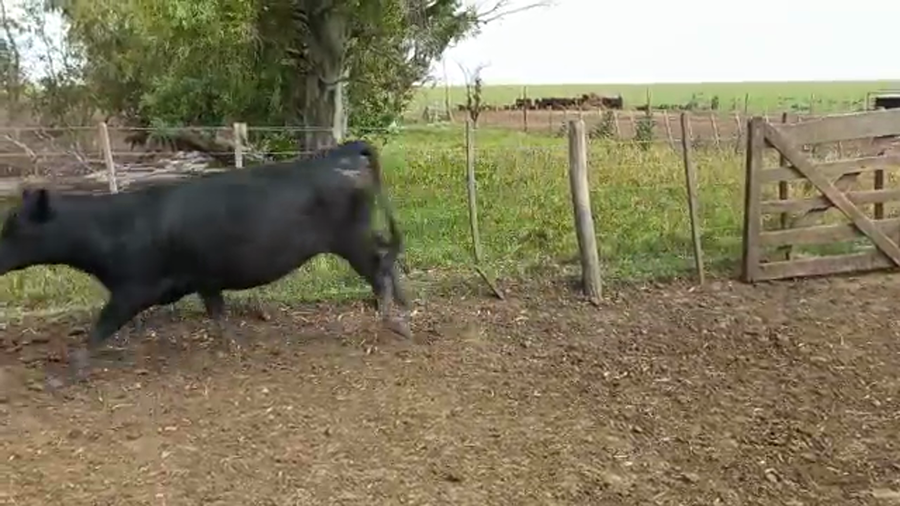 Lote 40 Vaquillonas en Lincoln, Buenos Aires