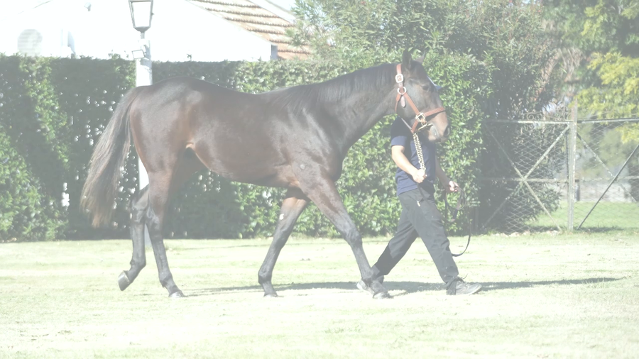Lote LUJO TOTAL (IVAR -  LUXURIA)
