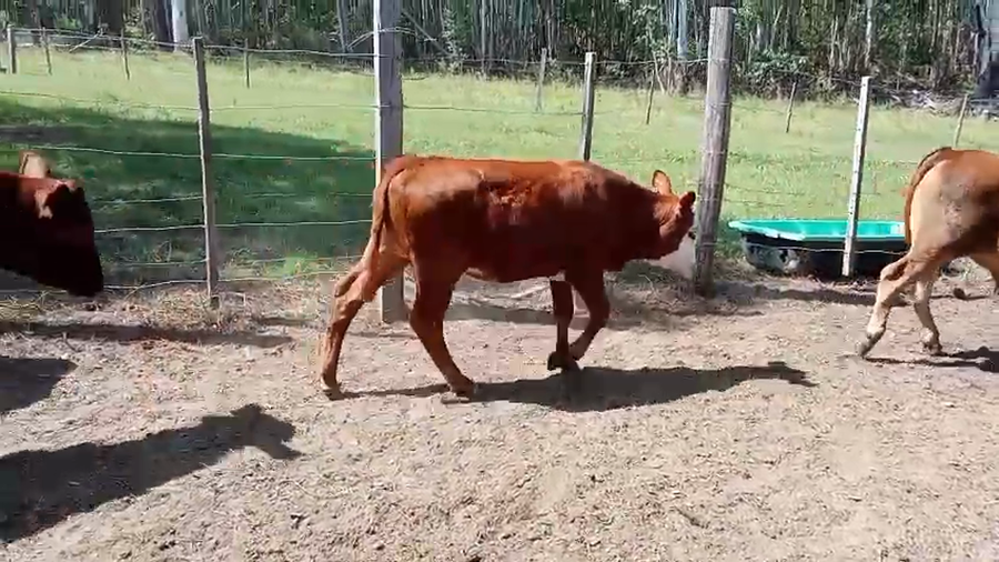 Lote 10 Terneros/as en Corrientes, Monte Caseros