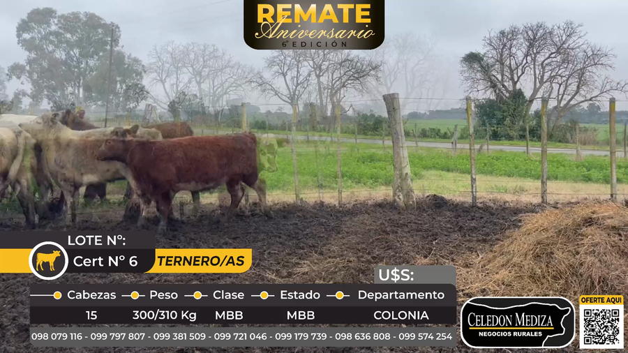 Lote 15 Terneros y Terneras en Colonia