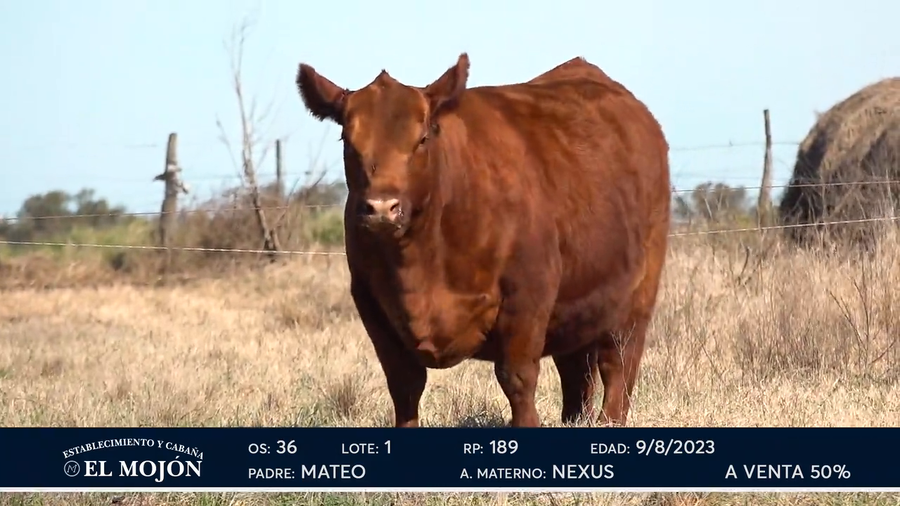 Lote Hembras Puras de Pedigree