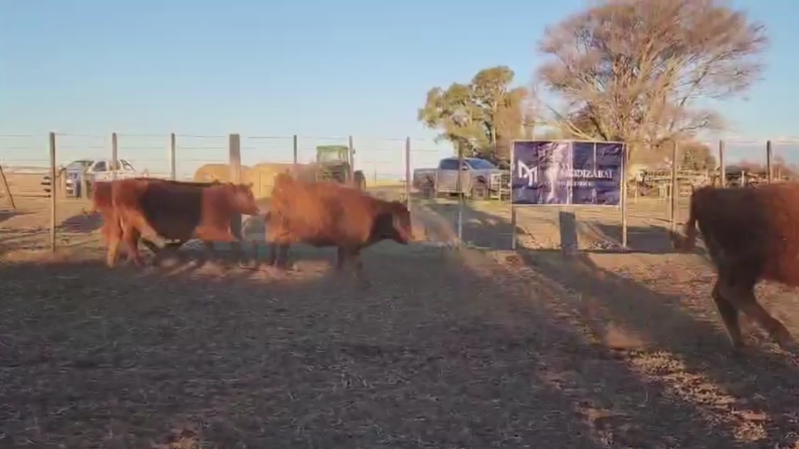 Lote 100 TERNS. MACHOS, GUAMINI, PCIA. BS. AS.