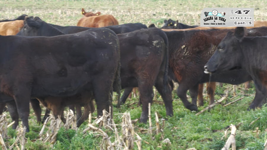 Lote VAQUILLONAS PC NEGRAS PARIDAS