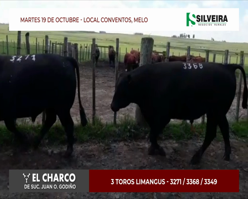 Lote 3 toros Limangus - Cabaña El Charco (brete 4)