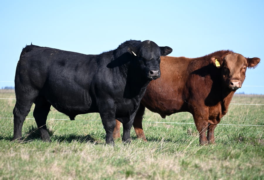 Lote TOROS PUROS DE PEDIGREE