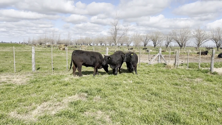 Lote Vaquillonas preñadas Brangus Cabaña "Don Pedro"