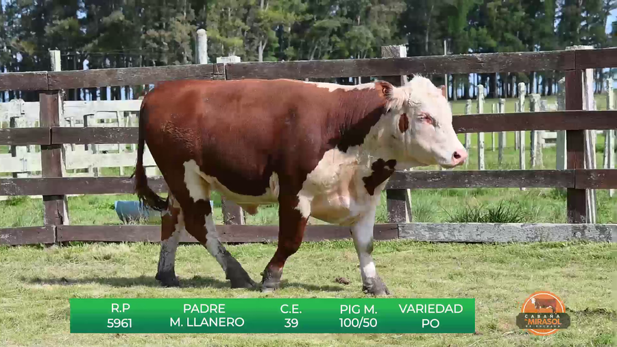 Lote TOROS P.O DE 2 AÑOS