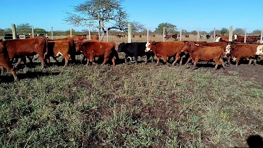 Lote 76 Terneros en Corrientes, Curuzu Cuatia