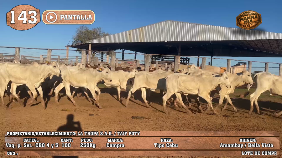 Lote LOTE 143 - PANTALLA