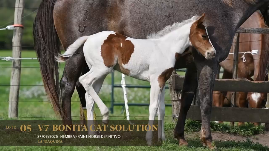Lote V Bonita Cat Solution