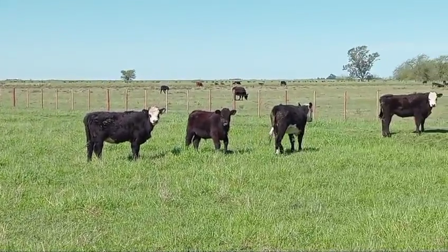 Lote 60 Terneros/as en Chascomus