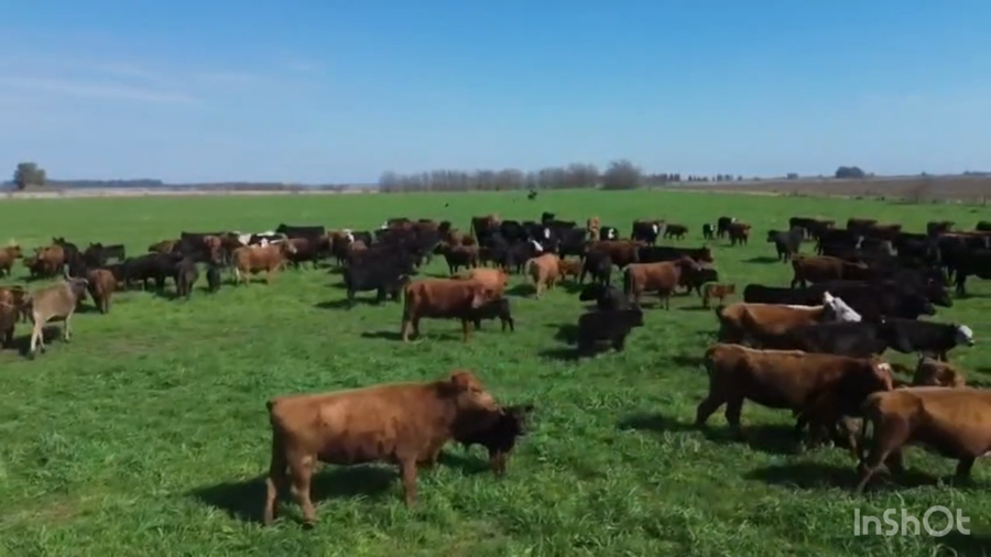 Lote 560 Vacas con Cría