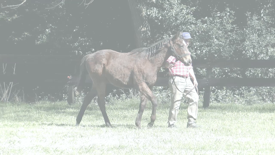 Lote TAITERA SI (SILENTIO -  SEÑORA TAITERA)