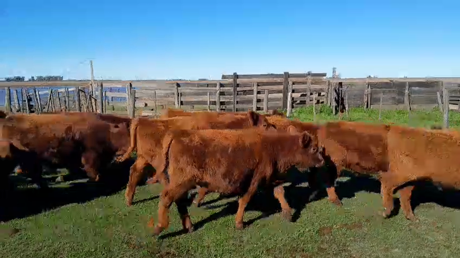 Lote 55 Terneros