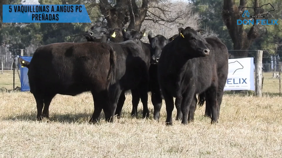 Lote "Cabaña ""Don Felix"" Vaquillonas PC"