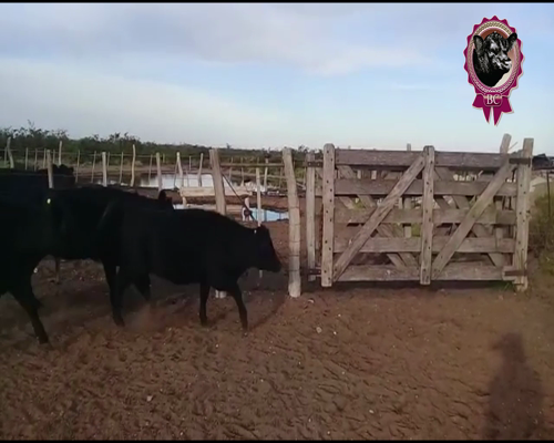 Lote 29 Terneras y 36 Vaquillonas de 220 Kg