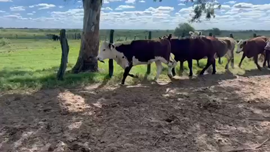 Lote 50 Novillitos y vaquillonas en Goya, Corrientes