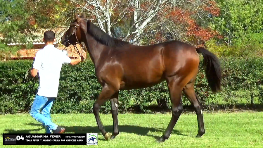 Lote AGUAMARINA FEVER