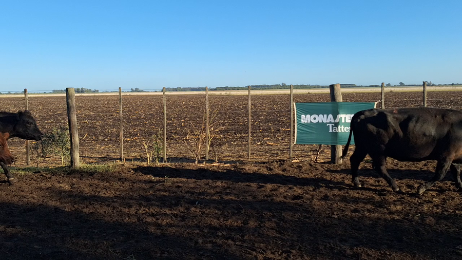 Lote 30 Vacas C/ gtia de preñez en Lobos