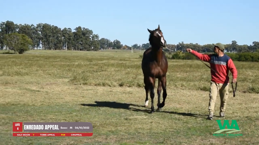 Lote ENREDADO APPEAL