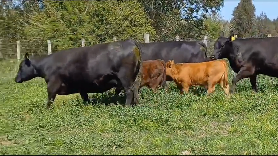 Lote PIEZAS DE CRIA PI