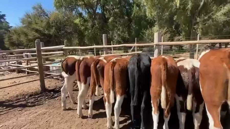 Lote 39 Novillo Engorda en Pirque, Región Metropolitana