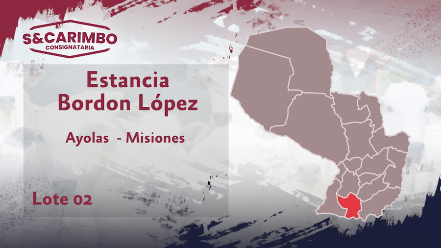 Lote 80 Terneros CBO 3