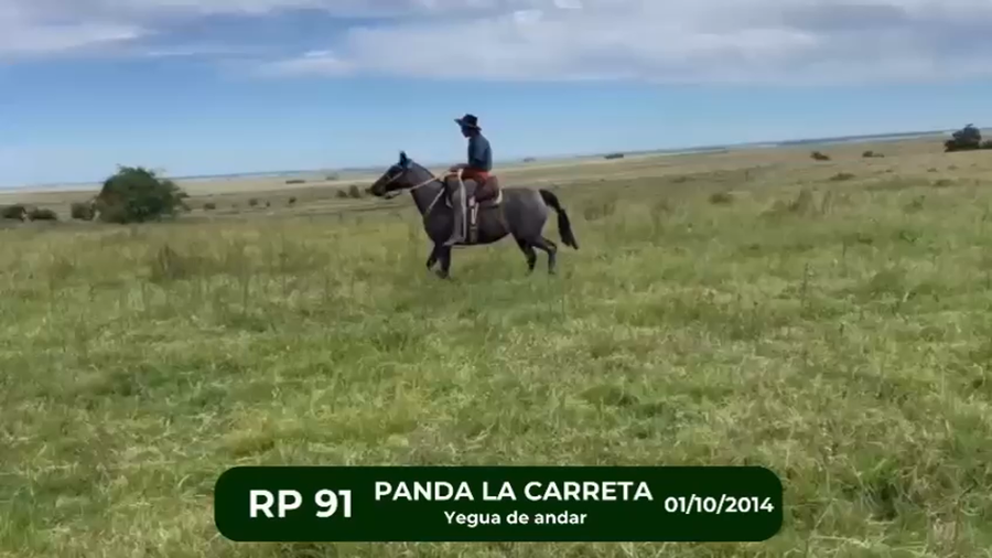 Lote Yegua de andar CRIOLLO a remate en 1° Remate Virtual BALTASAR BRUM, Artigas