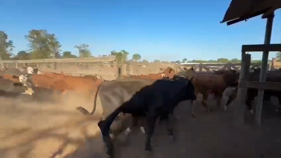 Lote 110 Terneros/as