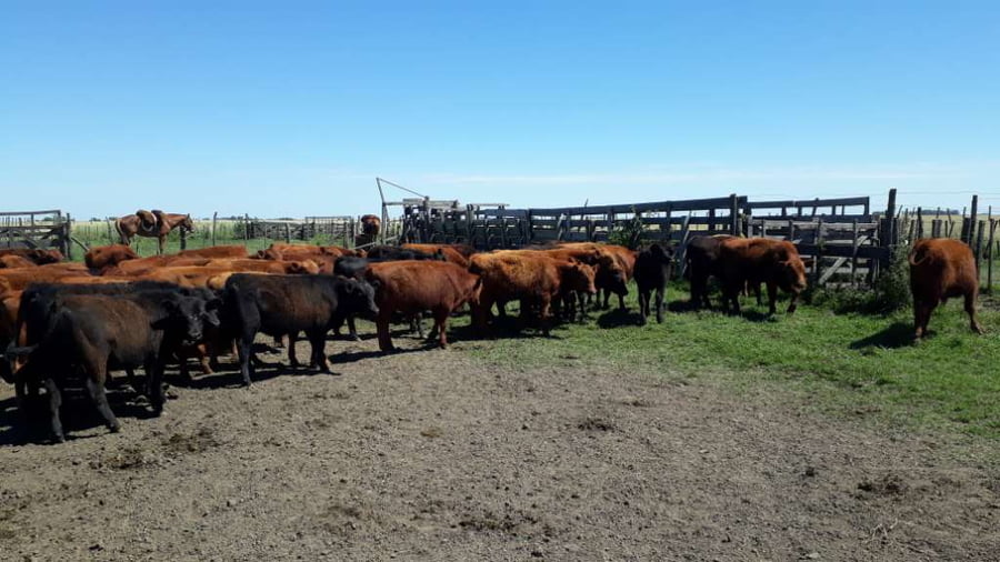 Lote 60 Terneros en Buenos Aires, Gral. Lamadrid