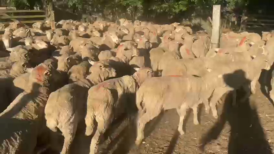 Lote 130 Borregos a remate en Pantalla Camy 52kg - , San José