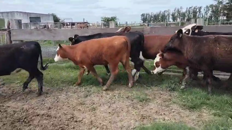 Lote 15 Vaquillonas  a remate en Pantalla Camy, San José